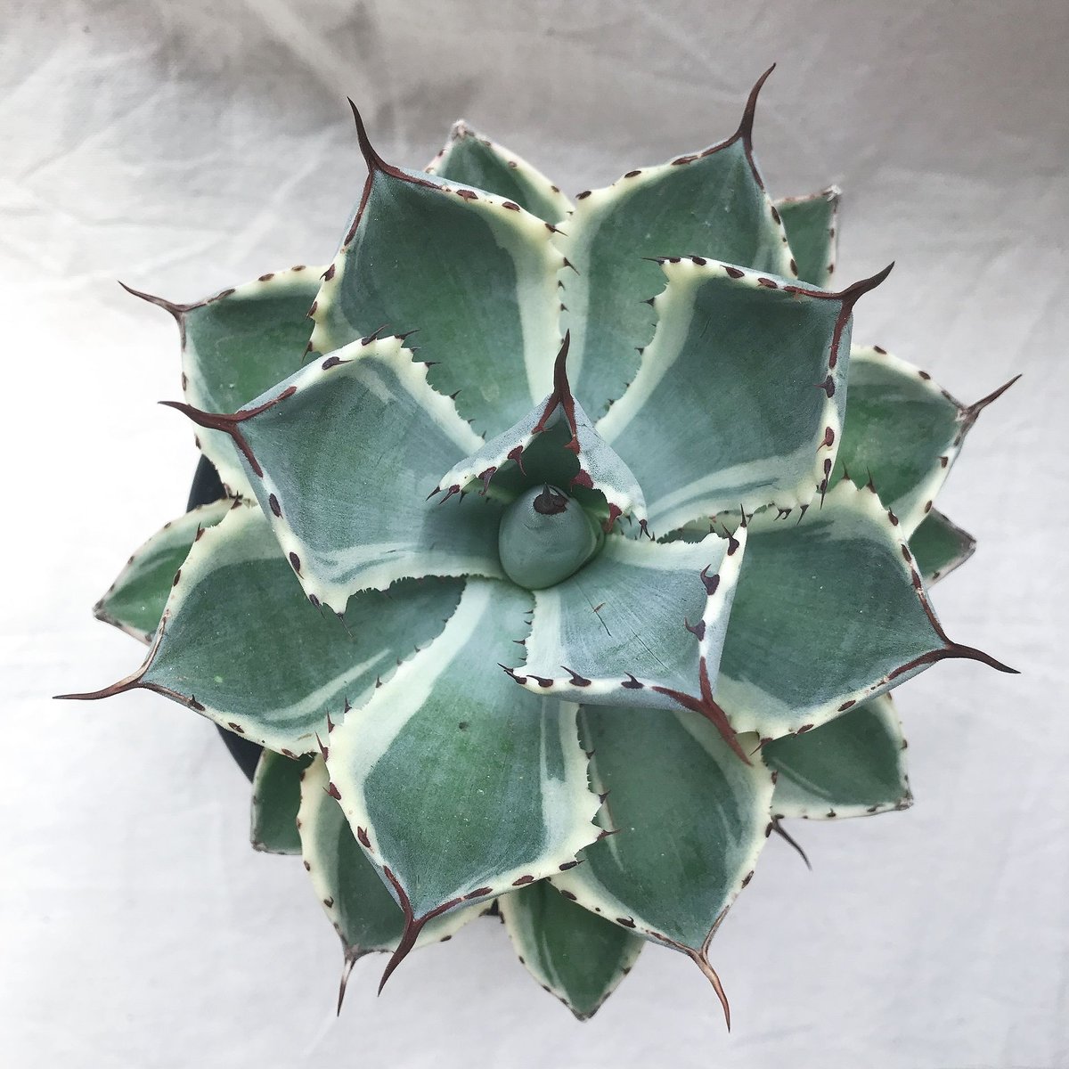 アガベ 吉祥冠錦 コンパクト 鉢付き 送料込み | 4S'easons.