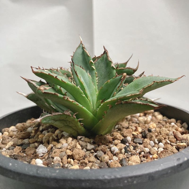 【コンパクト‼︎子株たっぷり‼︎】アガベチタノタ　フィリグリー fit=scale-down,w=1200