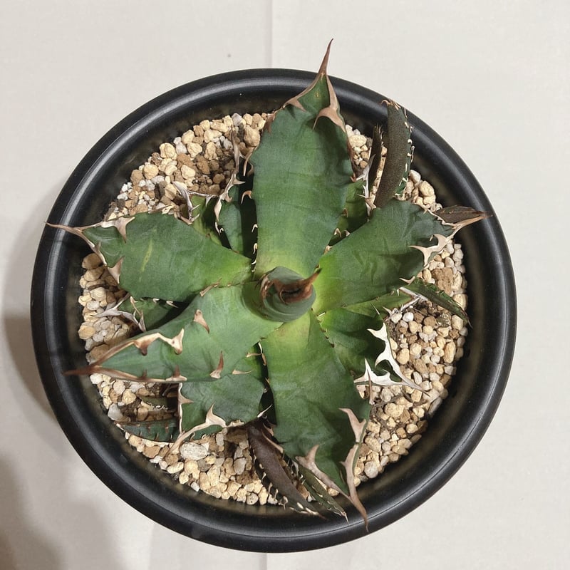 【AGAVE SALE】厳選株　アガベ　チタノタ　農大No.1