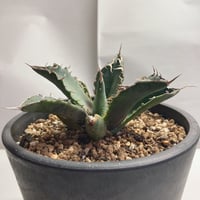 アガベチタノタ　ノーネーム ② 裏棘あり アガベ チタノタ 表棘裏棘 Special個体 子株 | 4S'easons.