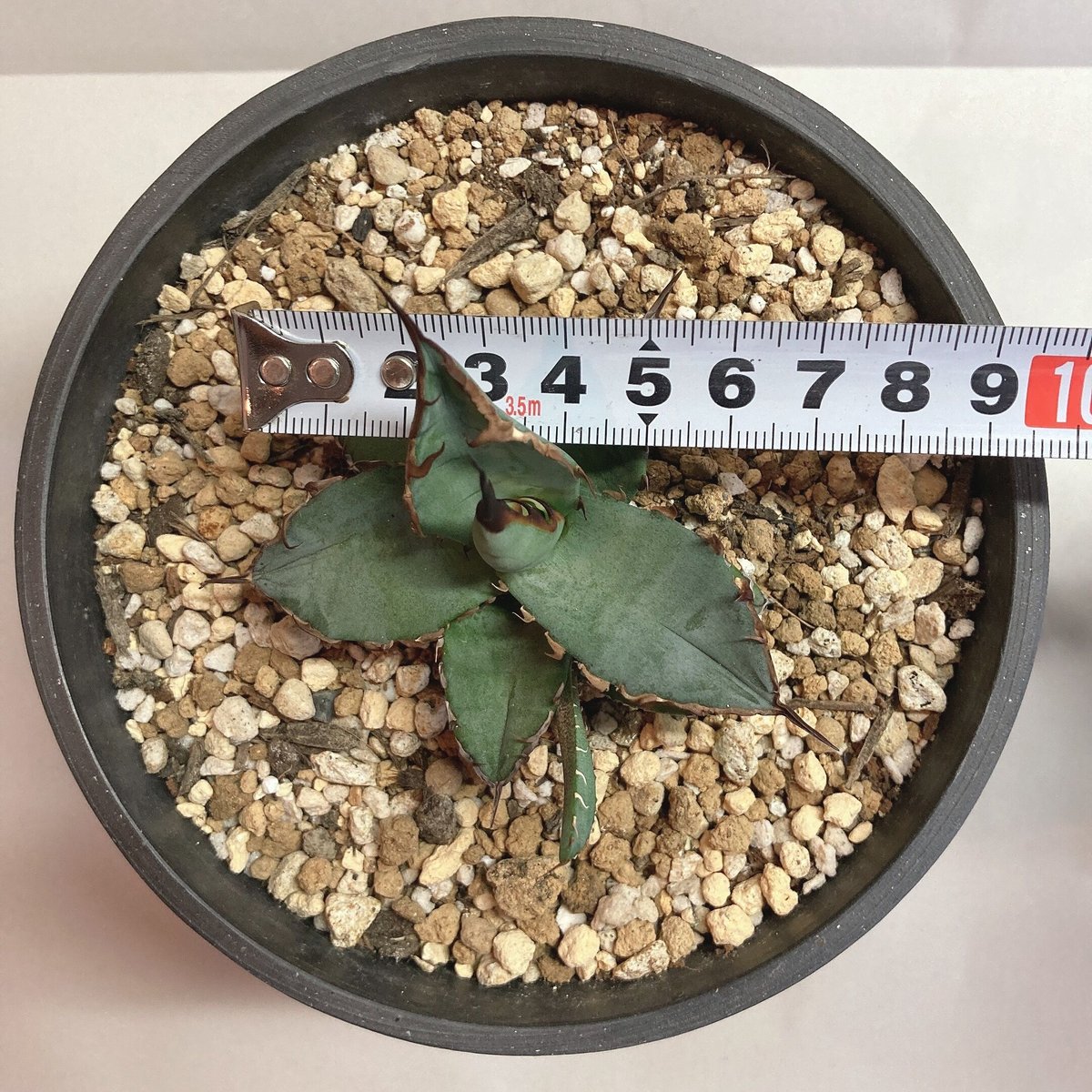 アガベ✴︎チタノタ✴︎ドラゴンクロー✴︎大きめ中美株✴︎短葉極上強棘✴︎低重心✴︎タグ付き Yahoo!オークション - 186Agave titanota Dragon glow アガベ