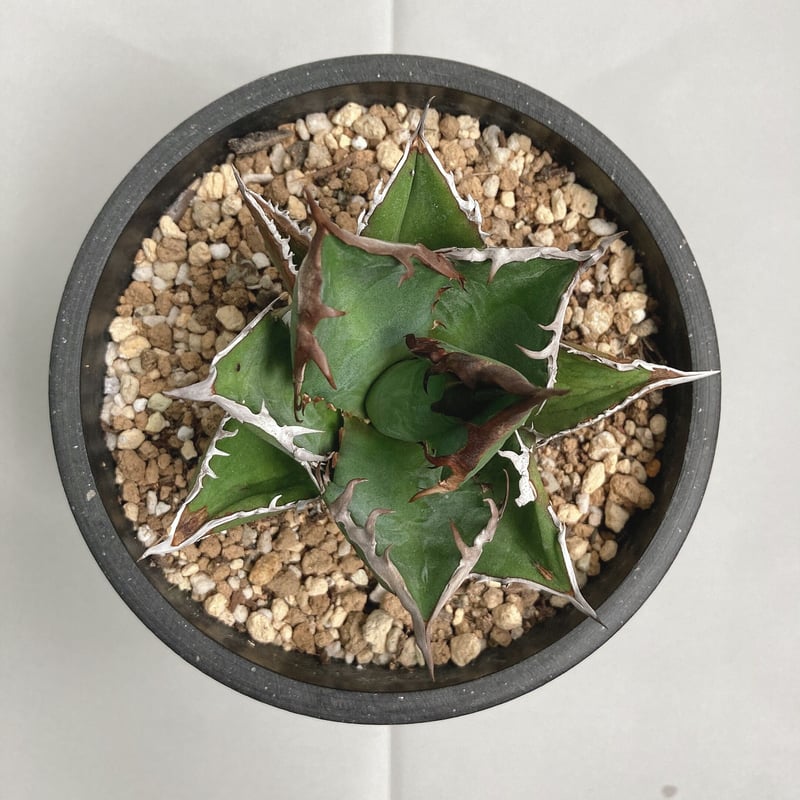 アガベ チタノタ ブラックファイヤー 連棘 特殊棘 | 4S'easons.