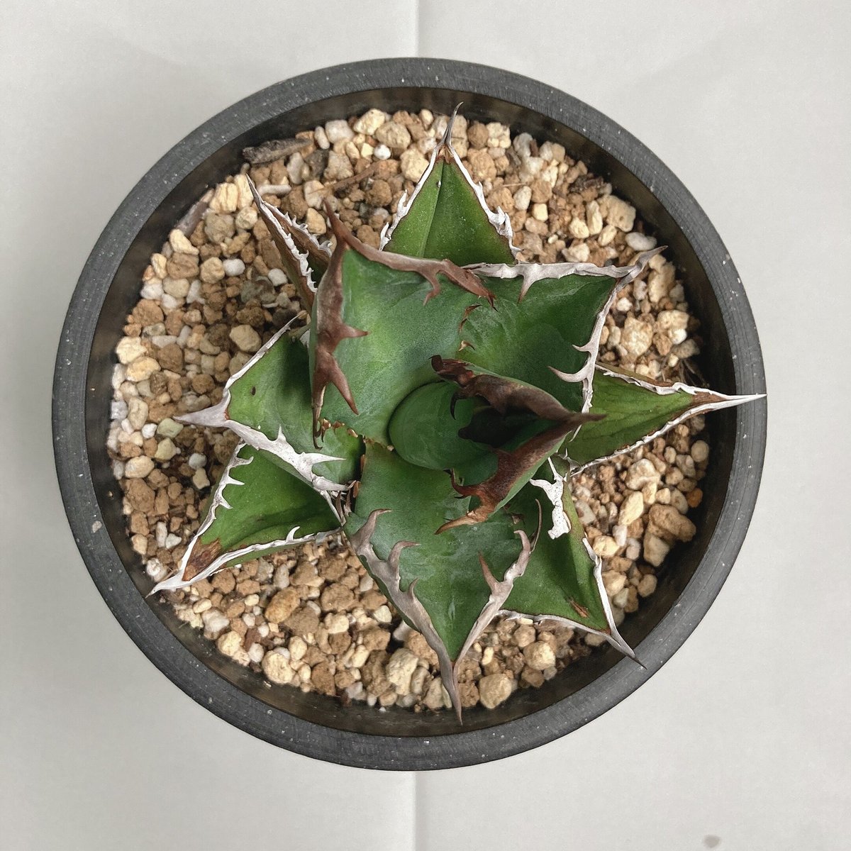 アガベ チタノタ ブラックファイヤー 連棘 特殊棘 | 4S'easons.