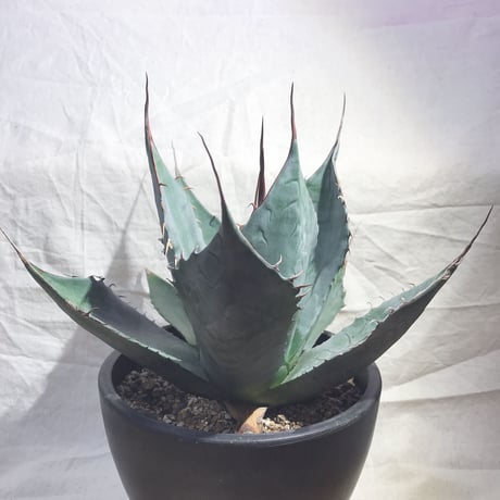 アガベ パラサナ ミートクロウ 中堅株 希少 横幅約20㎝