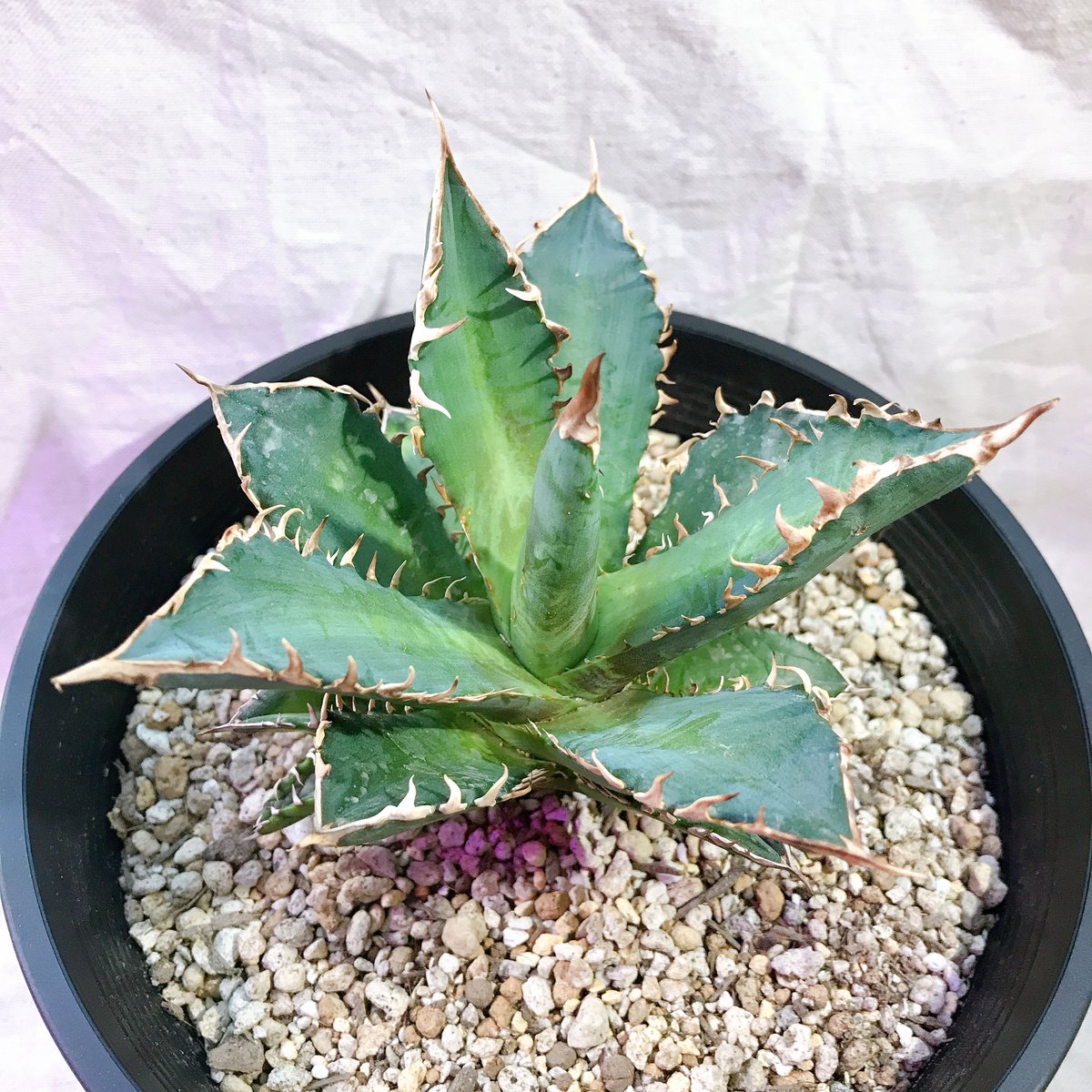 アガベ チタノタ レッドキャットウィーズル 美苗 裏棘 約12