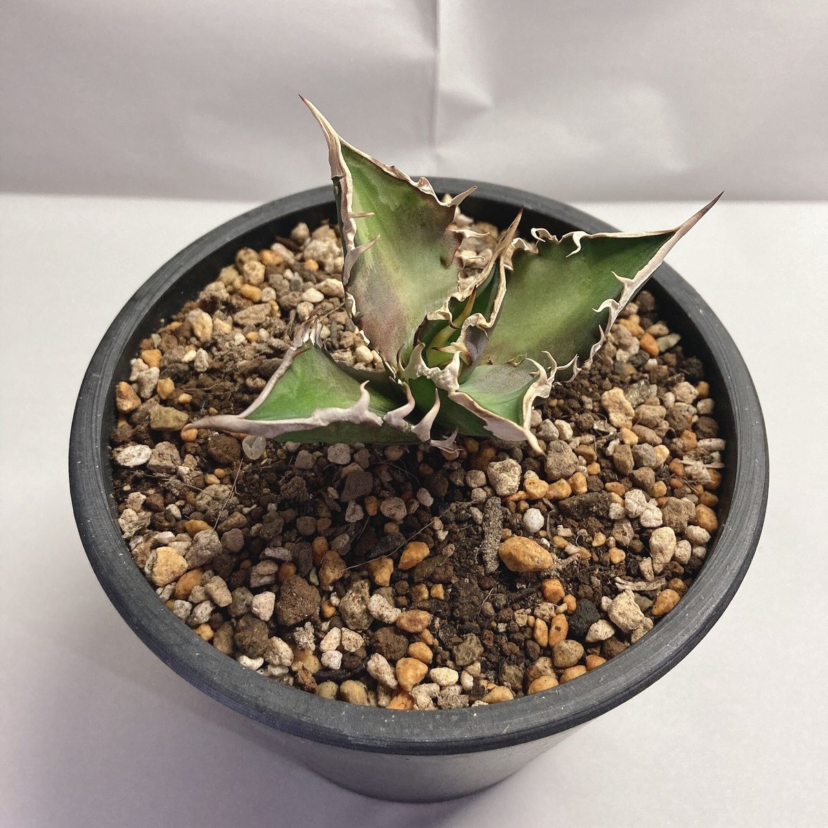 アガベ チタノタ レッドキャットウィーズル 強棘 裏棘 | 4S'easons.