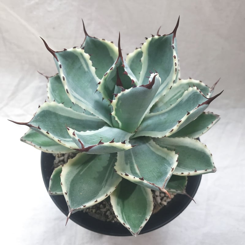 アガベAgave applanata 吉祥冠阴阳錦 極美斑 特別価格 - 植物/観葉植物