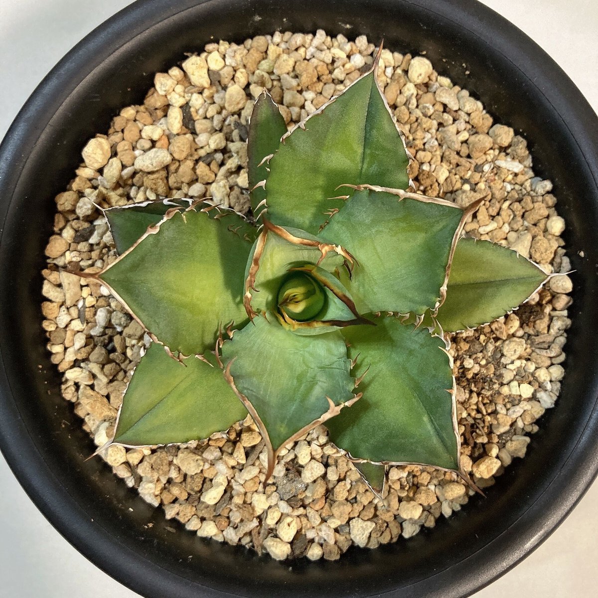 アガベ チタノタ FO-076 特選 肉厚 丸葉 菊鉢 | 4S'easons.