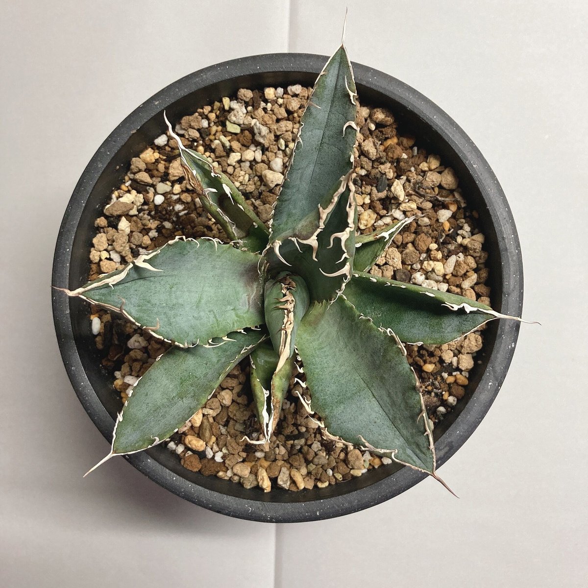 アガベ チタノタ 白鯨 裏棘 ② | 4S'easons.