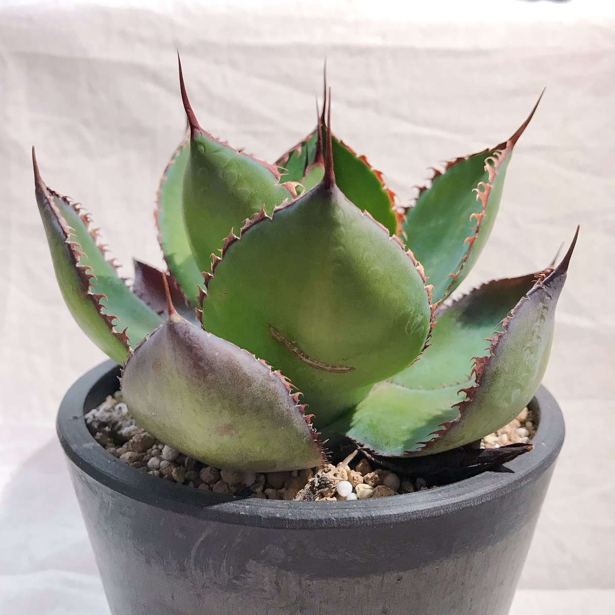 アガベ ボビコルヌータ斑入り 320 アガベ ボビコルヌータ×オテロイ Agave Bovicornuta×Oteroi | T