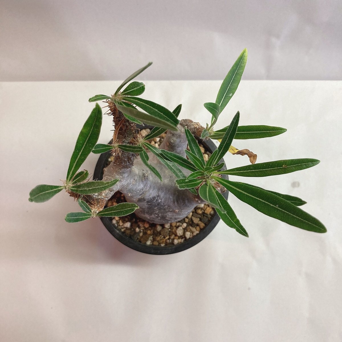 グラキリス　良形　現地球 パキポディウムグラキリス 超良形 コレクション 中株 現地球 fit=scale