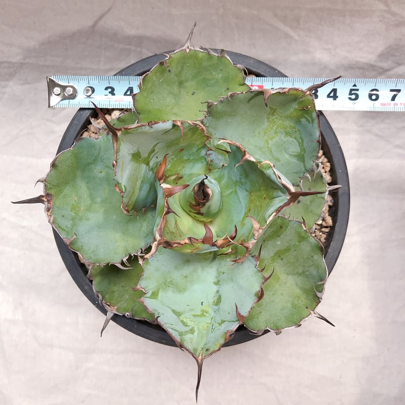 アガベ チタノタ ブラック&ブルー 丸葉 幅広 幅約14㎝ 鉢付き