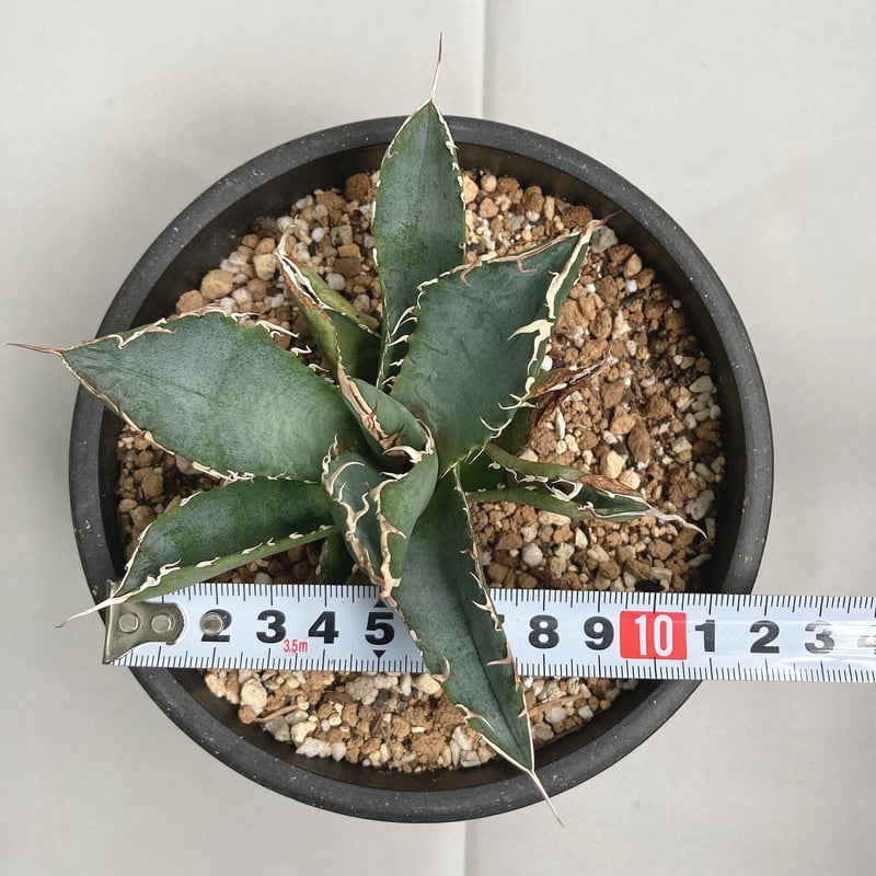 アガベ チタノタ 白鯨錦　縞斑　裏棘　ブツブツ maxresdefault.jpg