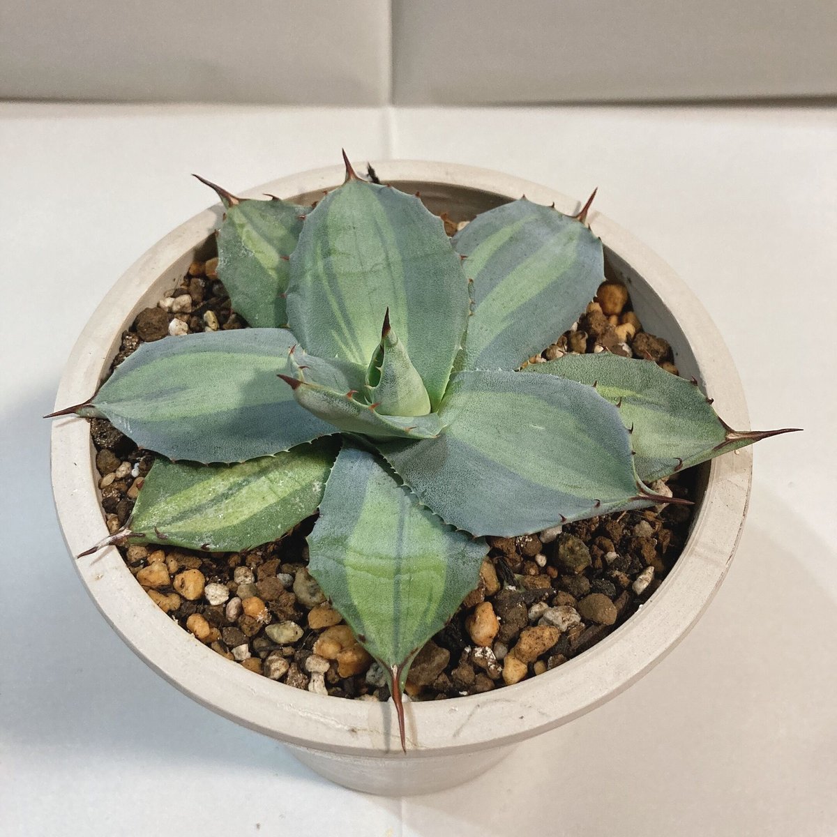 アガベ パリー ホーチエンシス（中斑）直径11センチ | 4S'easons.