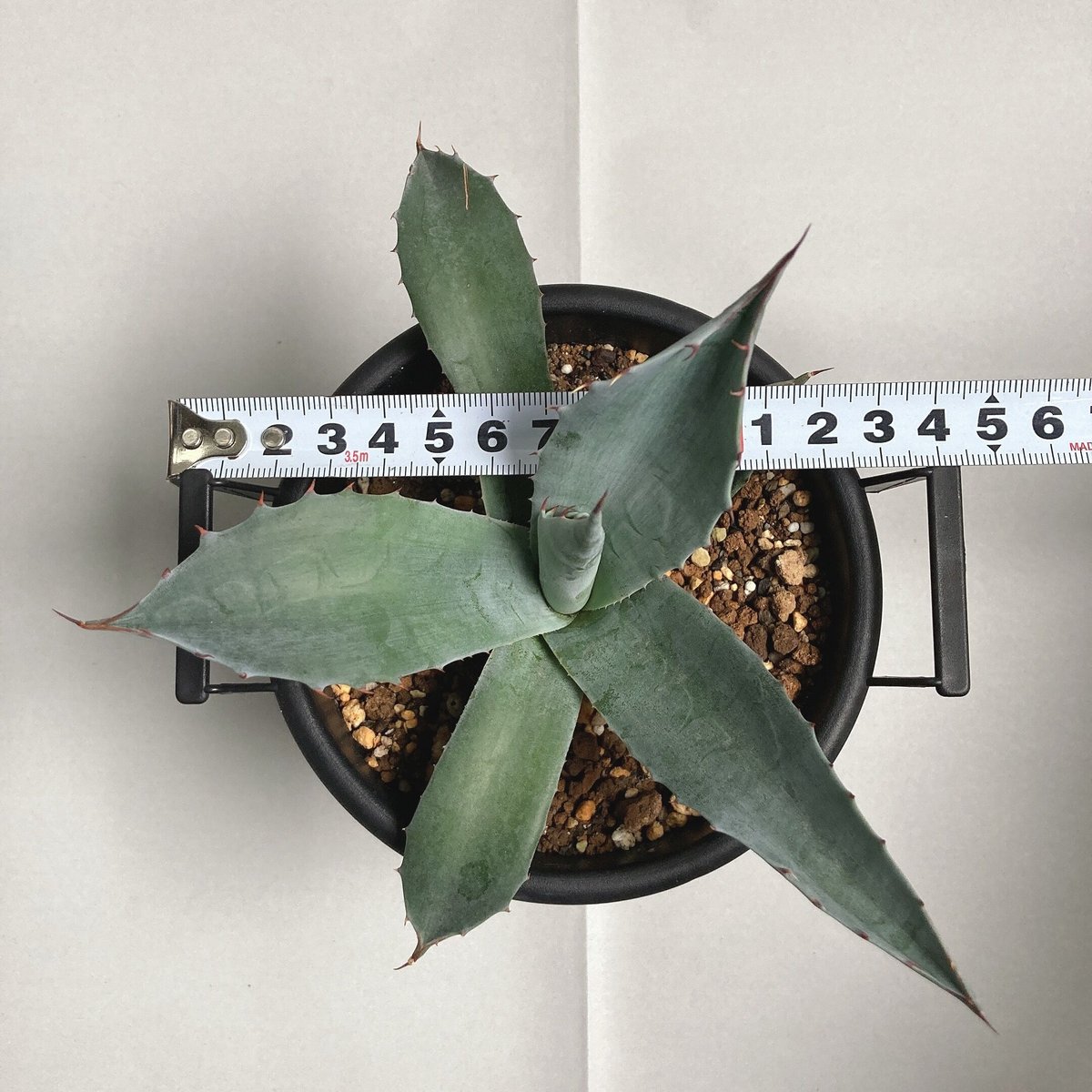 アガベ パラサナ 中斑 後暗みタイプ レア 子株 アガベ パラサナ 実生株 | 4S'easons.