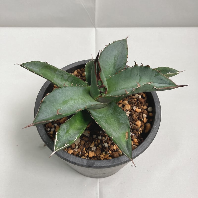 I*i様 アガベ・チタノタ