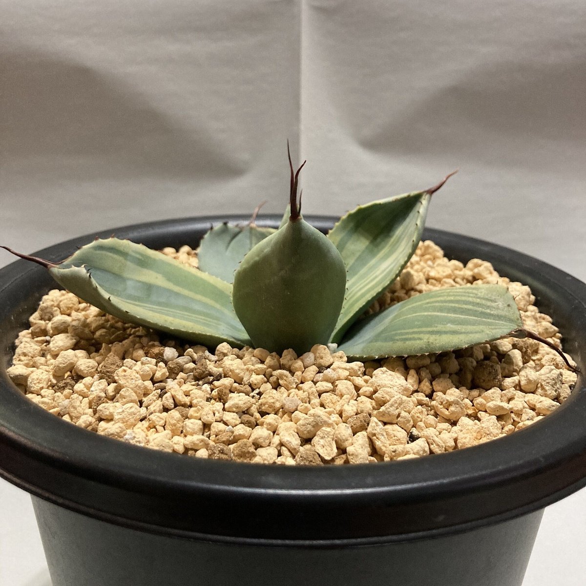 アガベ パリー ライムストリーク Agave parryi truncata Lime Str...