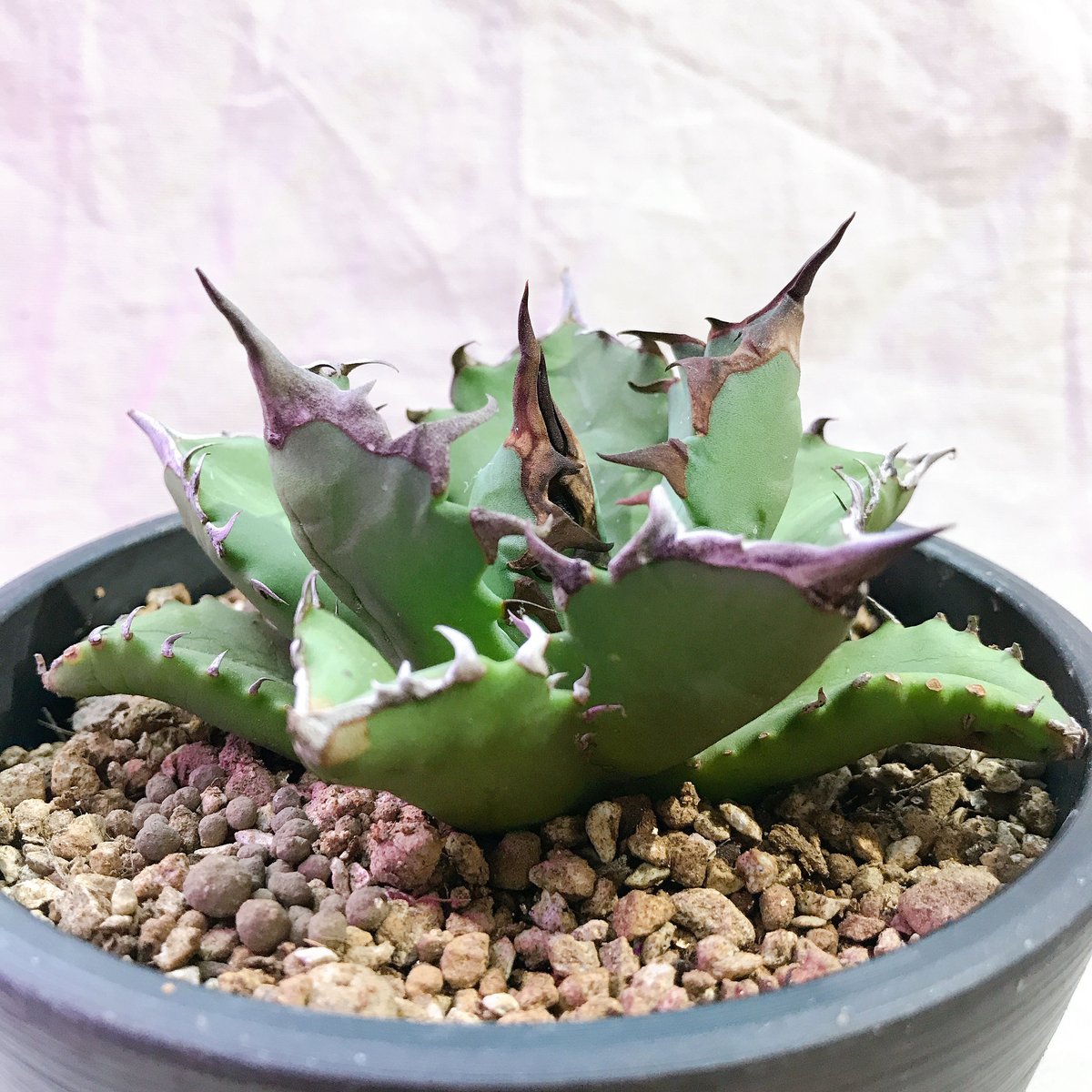 アガベ チタノタ　農大No.1 親株 Yahoo!オークション - アガベ チタノタ NO1 ナンバーワン 農大