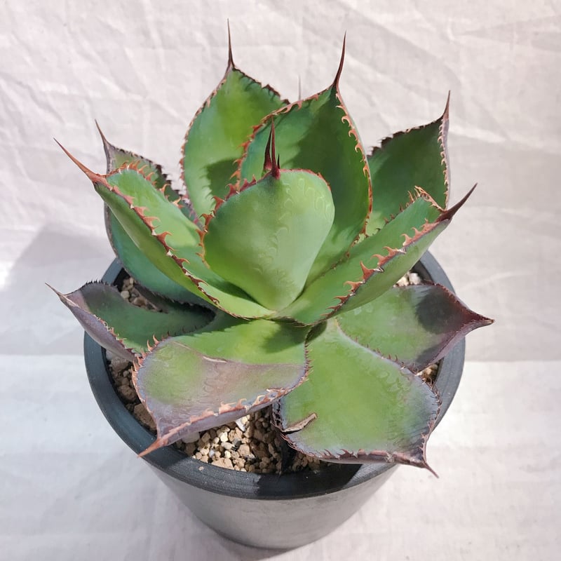 アガベ ボビコルヌータ 丸葉 黒プラ鉢 送料込 | 4S'easons.