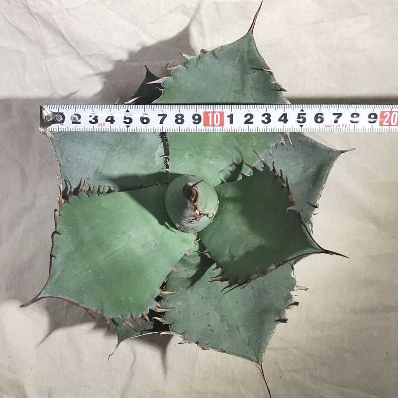 アガベ チタノタ ランチョタンバー 大株 幅広の葉 幅18㎝ 送料込み  