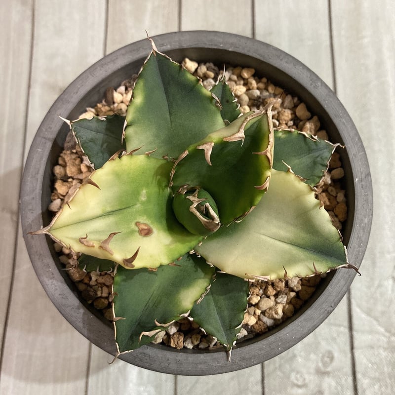 アガベ チタノタ サンバースト 発根済み 強棘 肉厚葉 超希少株