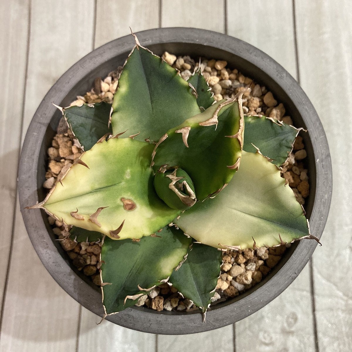 アガベ　ドラド　曙斑 多肉植物：アガベ チタノタ 曙斑*幅24cm 現品！一品限り