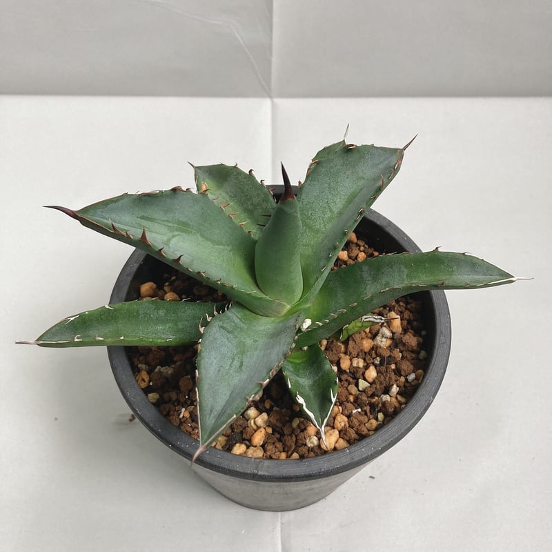 k*k様 アガベ・チタノタ\