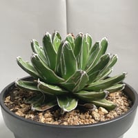 アガベ パリー トランカータ 丸葉 直径17センチ | 4S'easons.