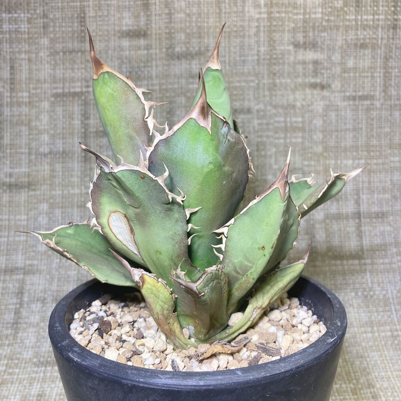 アガベ チタノタ ホワイトファイヤー うねり棘 極上カキコ 鉢ごと