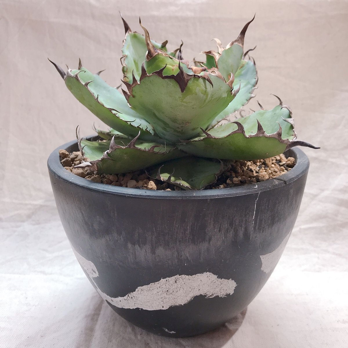 アガベ チタノタ ブラック&ブルー 丸葉 幅広 幅約14㎝ 鉢付き