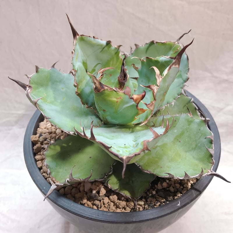 アガベ チタノタ ブラック&ブルー 丸葉 幅広 幅約14㎝ 鉢付き