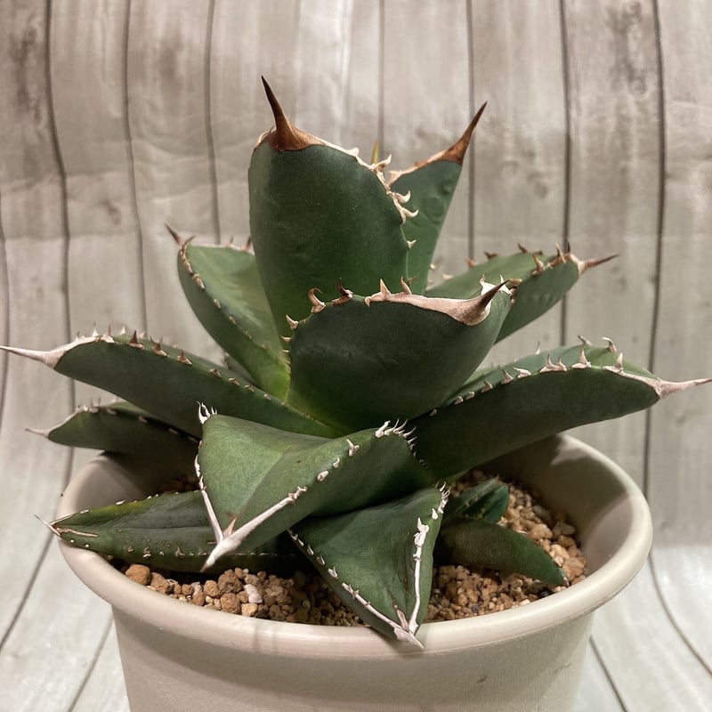 唯一無二オーロラ 耐光 耐寒あり 検(agave FO 076 くち 唯一無二オーロラ 耐光 耐寒あり 検(agave FO 076 くち