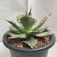 アガベ　笹の雪　黄中斑　2子株付き アガベ 笹の雪 黄中斑 2子株付き アガベ 笹の雪 黄中