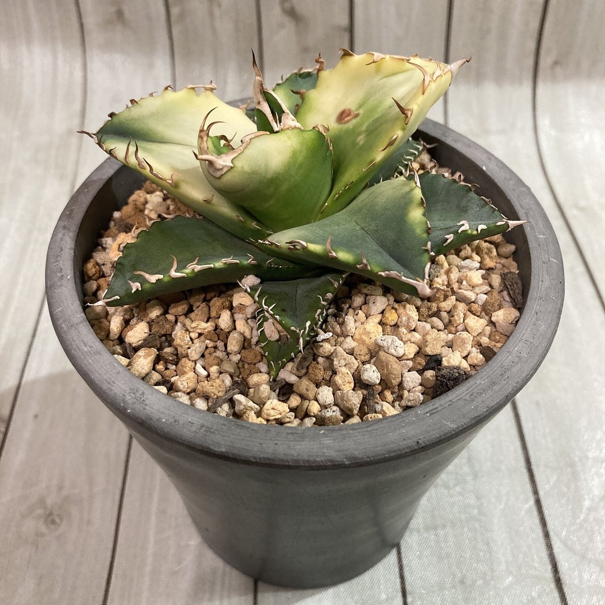 アガベ　ドラド　曙斑 多肉植物：アガベ チタノタ 曙斑*幅24cm 現品！一品限り