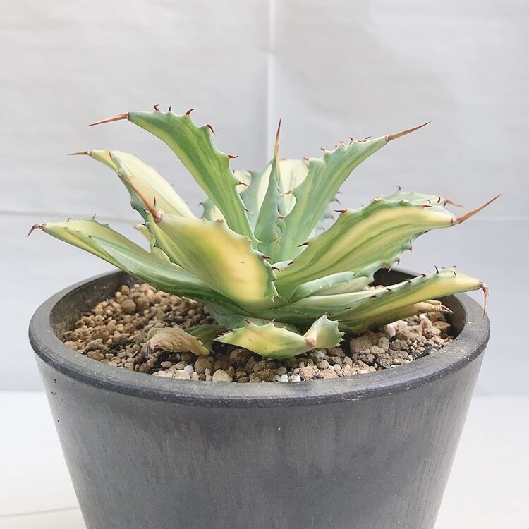 アガベ 楊貴妃 | 4S'easons.