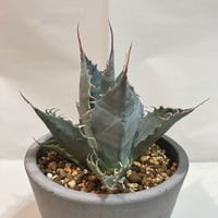 アガベ☆パラサナ実生株 アガベ・パラサナ実生記録①(Agave Parrasana seeding) - BAXの