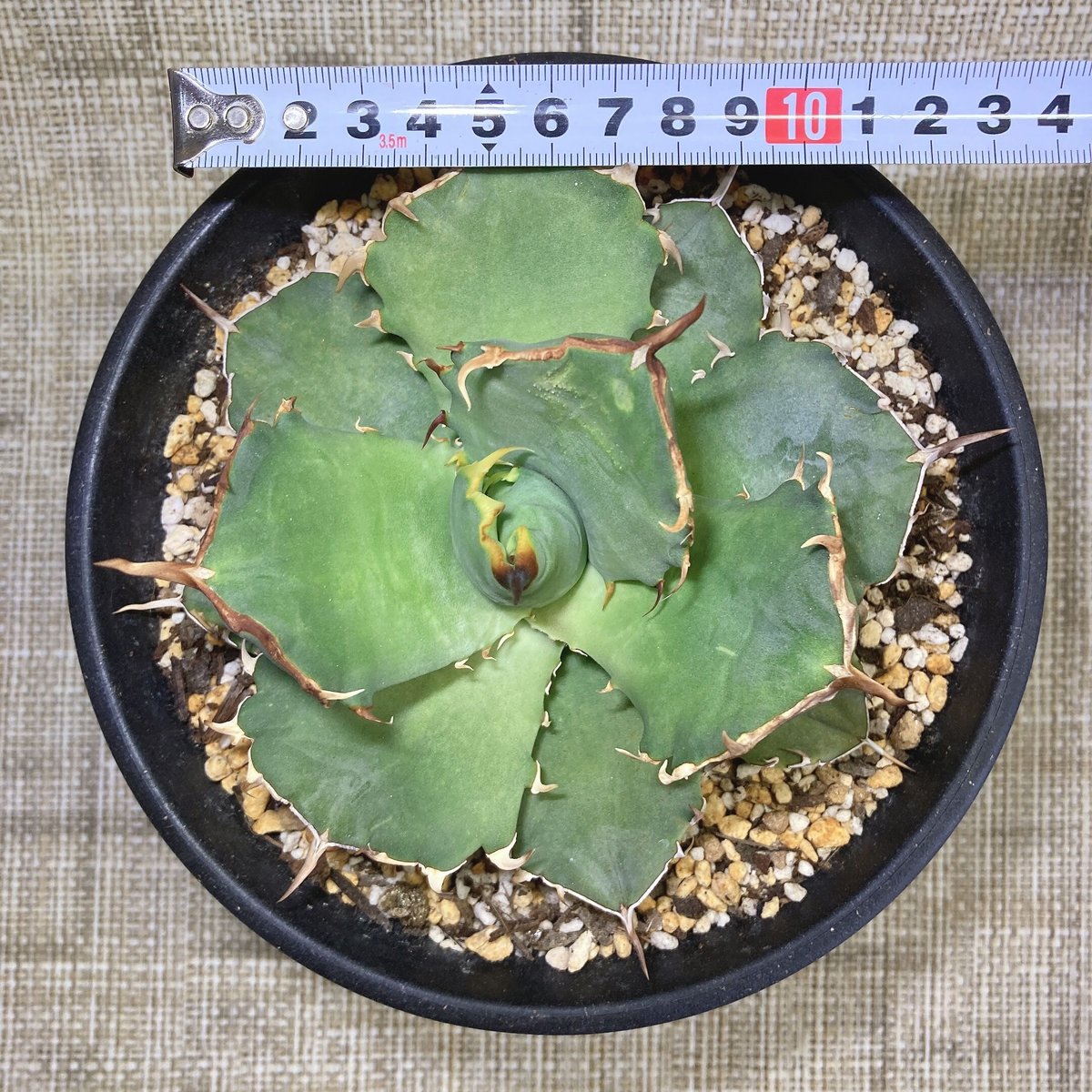 アガベ　蚩尤　チタノタ　オテロイ　ぶつぶつ アガベ 蚩尤 チタノタ オテロイ ぶつぶつ アガベ・チタノタ 蚩尤（芽