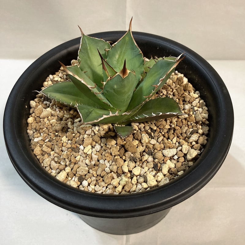 アガベ チタノタ FO-076 特選 肉厚 丸葉 菊鉢 | 4S'easons.