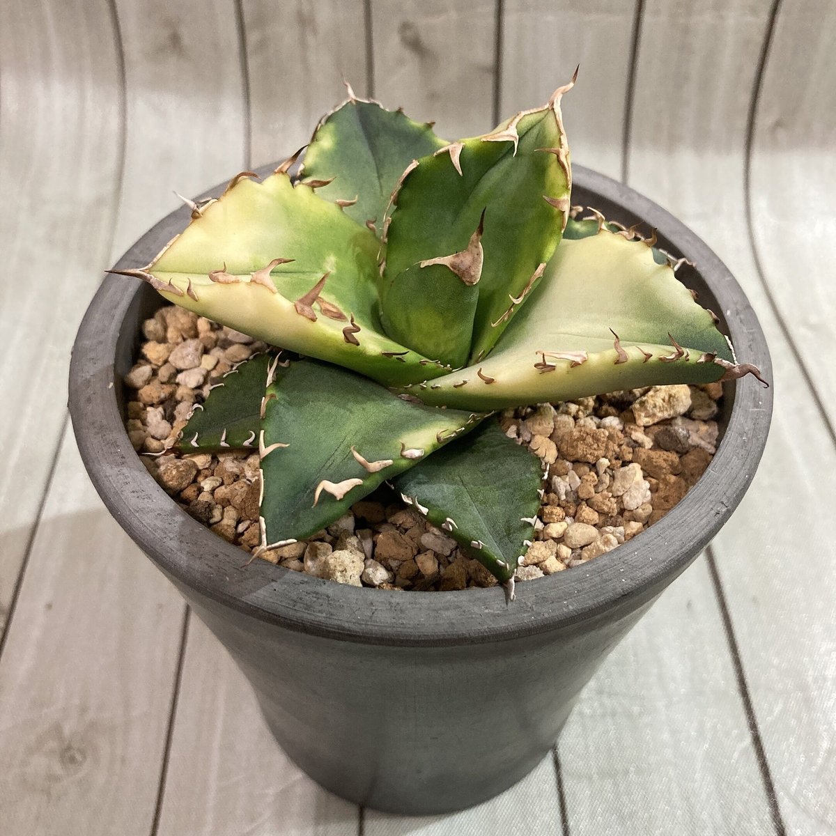 【子株】 アガベ チタノタ レジェンド ロウルサンコ産 子株】 アガベ チタノタ レジェンド ロウルサンコ産 - メルカリ