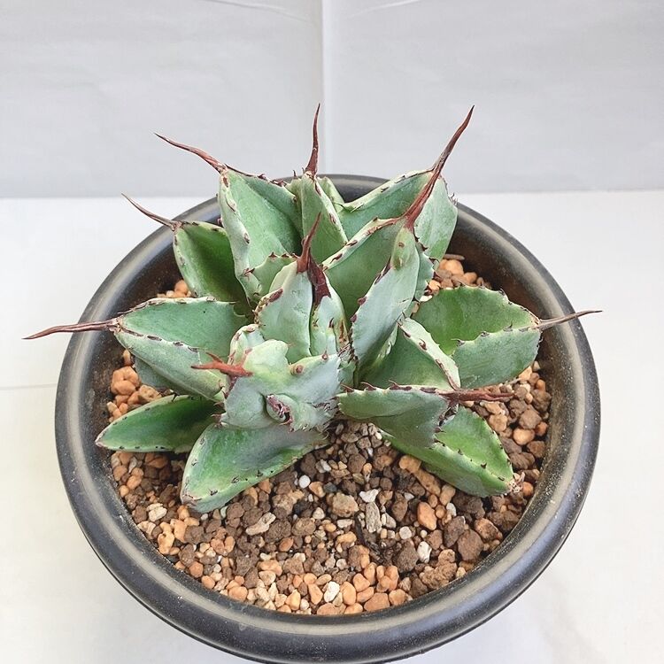 アガベ　チタノタ　群生　モンスト アガベ チタノタ モンスト 群生株 多頭 - メルカリ