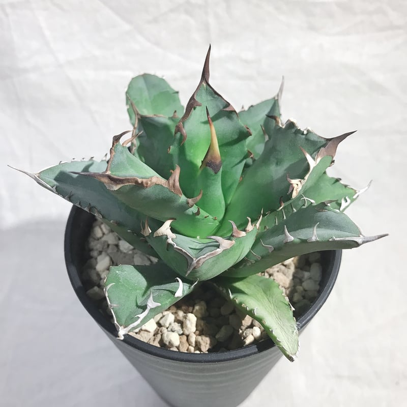 アガベ チタノタ 農大厳竜 葉幅約10㎝ 送料込み | 4S'easons.