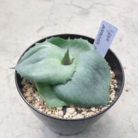 アガベ チタノタ 農大厳竜 葉幅約10㎝ 送料込み | 4S'easons.