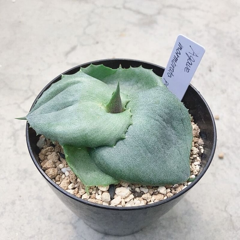 アガベ マルモラータ パピリオ プラタノイデス 横綱雷神 agave アガベ マルモラータ パピリオ プラタノイデス 横綱雷神 agave