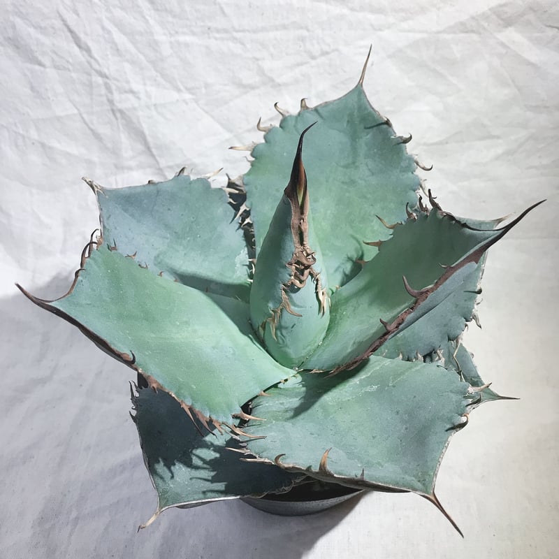 アガベ チタノタ ランチョタンバー 大株 幅広の葉 幅18㎝ 送料込み  