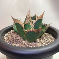 アガベ パラサナ錦 ファイヤーボール 頼光錦 うねり棘 | 4S'easons.