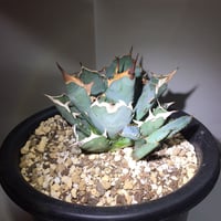 アガベ パリー トランカータ 丸葉 直径17センチ | 4S'easons.