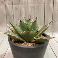 アガベ パラサナ 実生株 | 4S'easons.