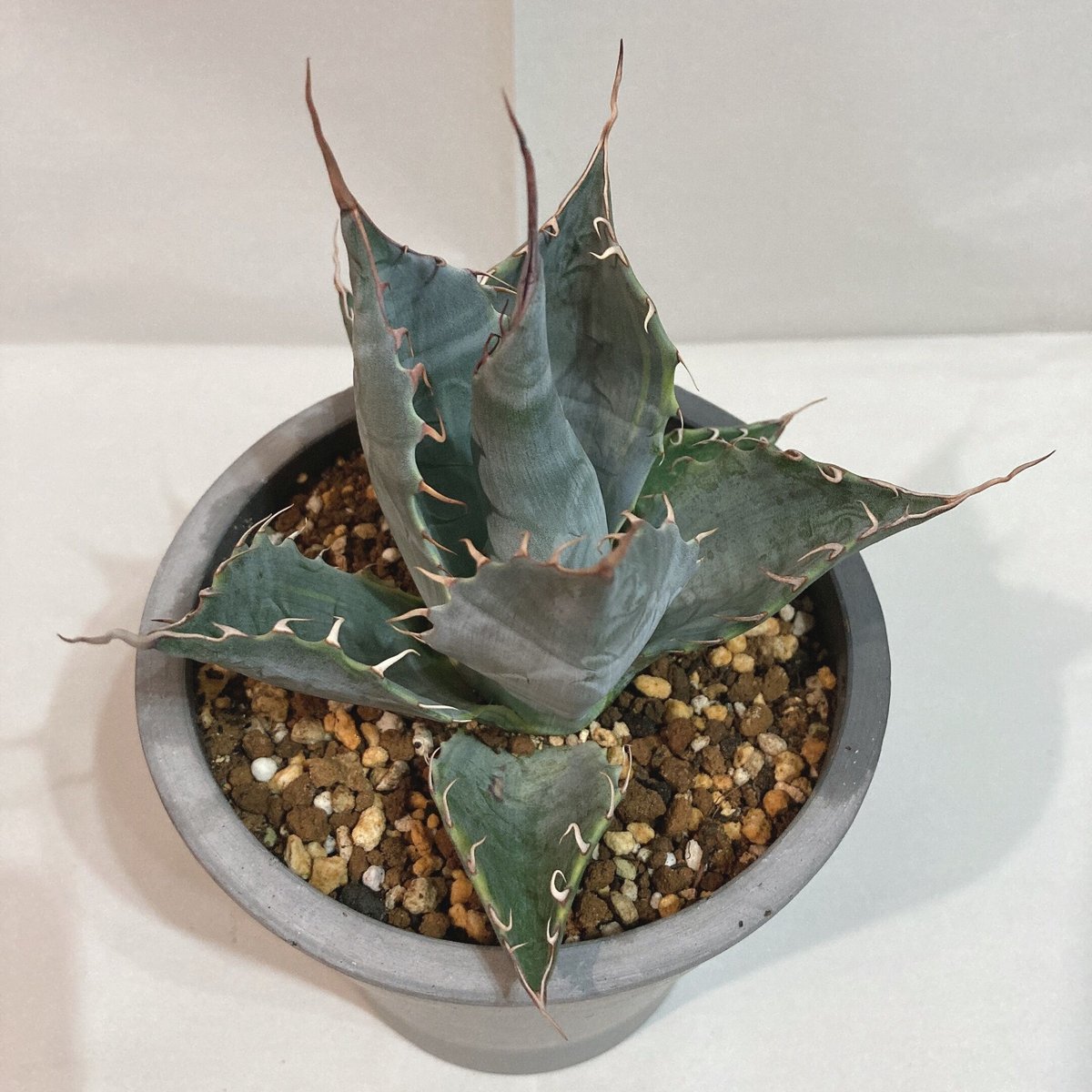 アガベ　パラサナ　ファイヤーボール　親株　頼光錦 アガベ パラサナ錦 ファイヤーボール 頼光錦 うねり棘 | 4S'easons.