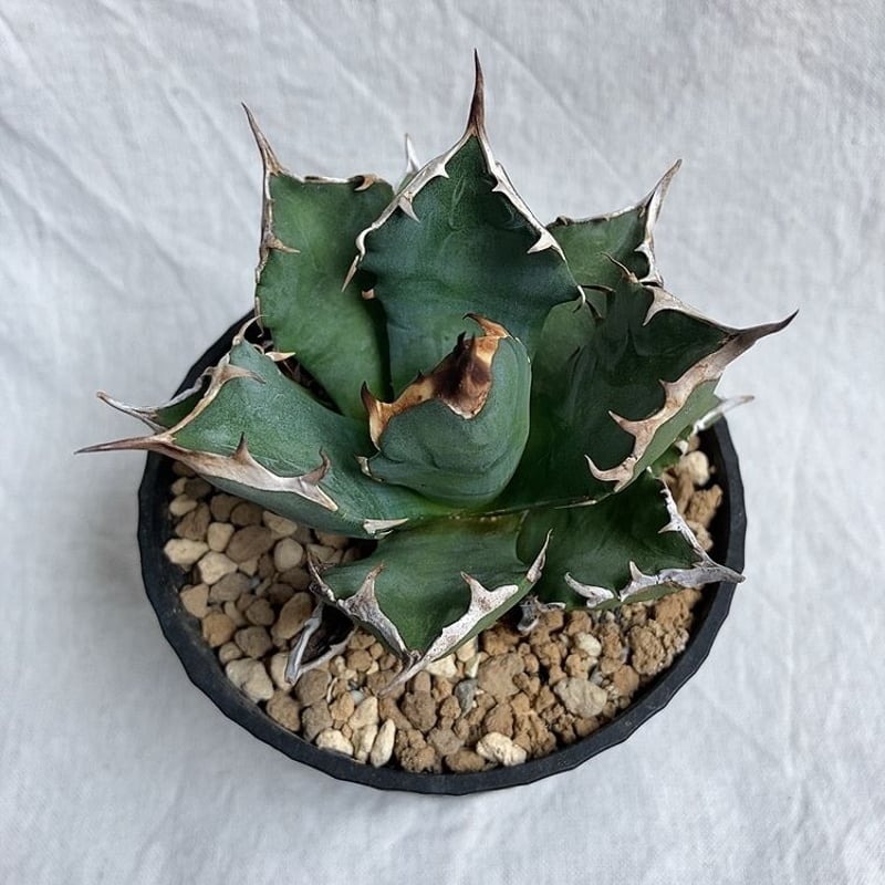 アガベ チタノタ 農大 最高な選抜個体 鉢ごと発送 3