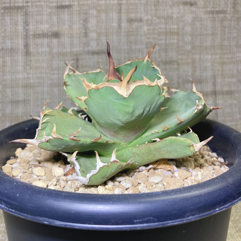 短葉肉厚】titanota AXE アガベチタノタアックス子株